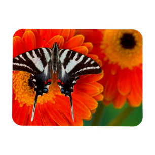 Een zebra zwaluwstaartvlinder magneet