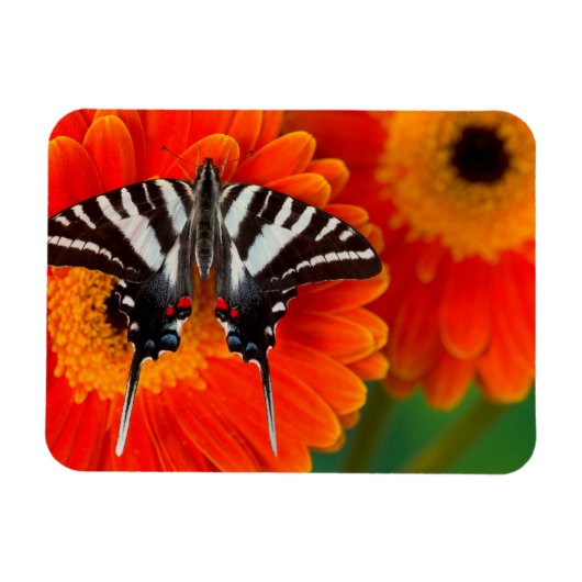 Een zebra zwaluwstaartvlinder magneet (Horizontaal)