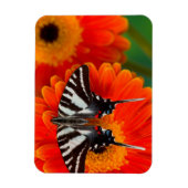 Een zebra zwaluwstaartvlinder magneet (Verticaal)