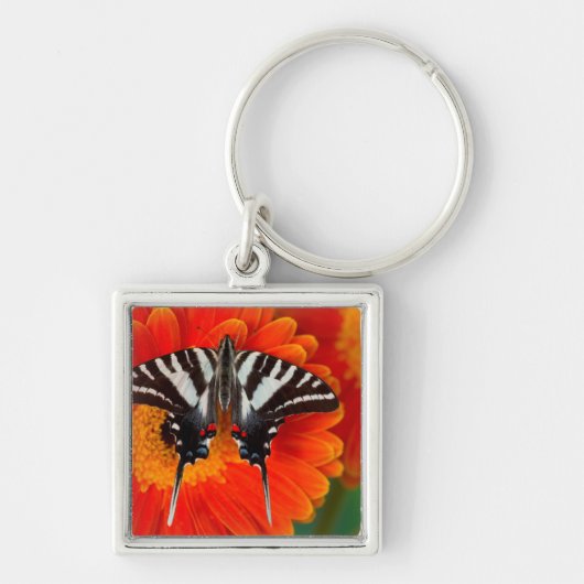 Een zebra zwaluwstaartvlinder sleutelhanger (Voorkant)