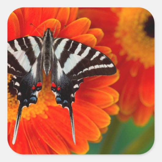 Een zebra zwaluwstaartvlinder vierkante sticker (Voorkant)