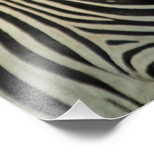 EEN ZEBRAS FOTO AFDRUK (Hoek)