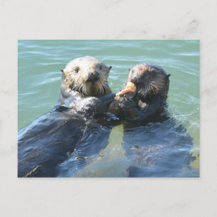 Een zee moeder die haar pup voedt briefkaart