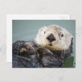 Een zee otter die in het water afkoelt briefkaart (Voorkant / Achterkant)