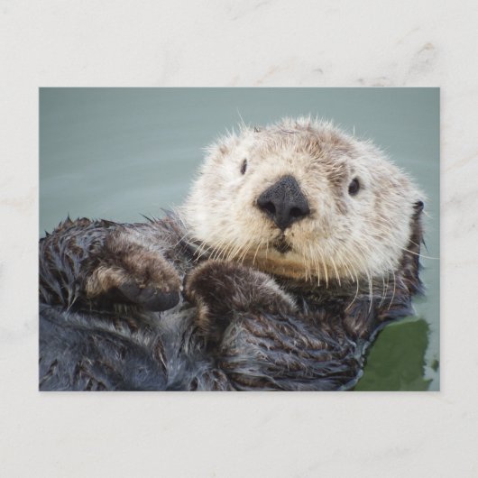 Een zee otter die in het water afkoelt briefkaart (Voorkant)