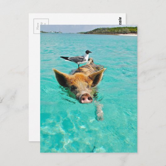 Een zee schedel en een varken briefkaart (Voorkant / Achterkant)