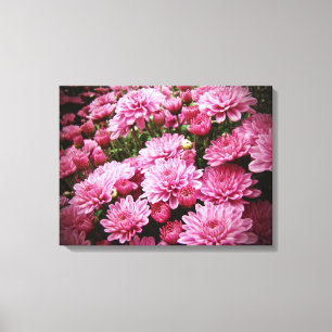 Een Zee van Roze Chrysanthema Canvas Afdruk