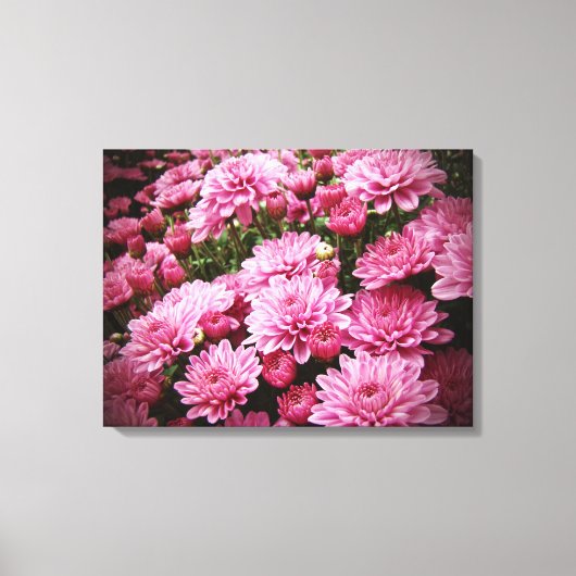 Een Zee van Roze Chrysanthema Canvas Afdruk (Voorkant)