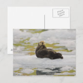 Een zeeen otter rust op een kleine ijsberg briefkaart (Voorkant / Achterkant)