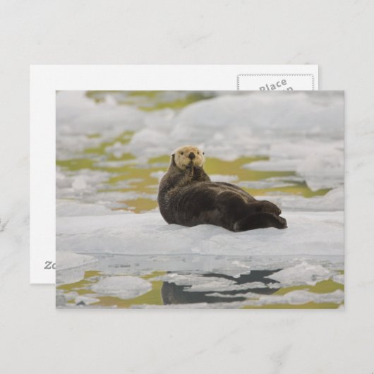 Een zeeen otter rust op een kleine ijsberg briefkaart (Voorkant / Achterkant)