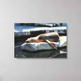 Een zeehond die op een platform slaapt canvas afdruk