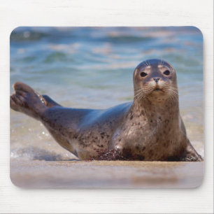 Een zeehond op een strand langs de Pacifische kust Muismat