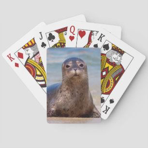 Een zeehond op een strand langs de Pacifische kust Pokerkaarten