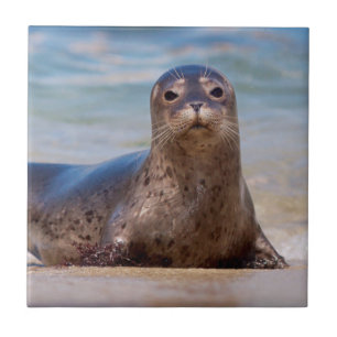 Een zeehond op een strand langs de Pacifische kust Tegeltje