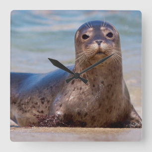Een zeehond op een strand langs de Pacifische kust Vierkante Klok