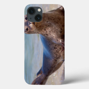 Een zeehond op een strand langs de Stille Oceaan iPhone 13 Hoesje
