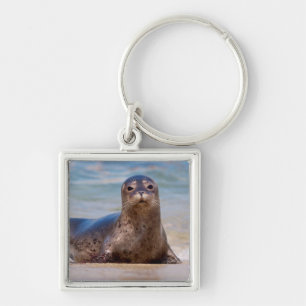 Een zeehond op een strand langs de Stille Oceaan k Sleutelhanger