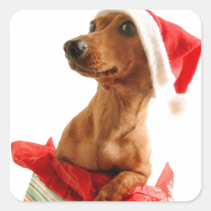 Een zeer doxie kerst vierkante sticker