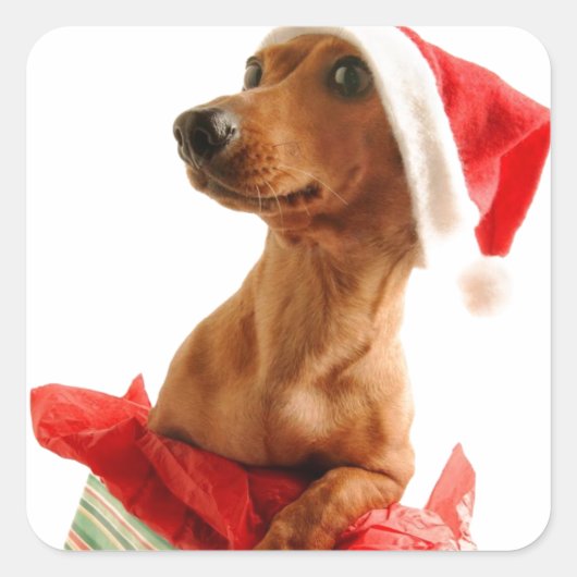 Een zeer doxie kerst vierkante sticker (Voorkant)