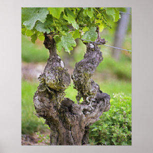 Een zeer oude wijnstok in de wijngaard Clos de l'E Poster