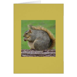 Eén zeer vette eekhoorn