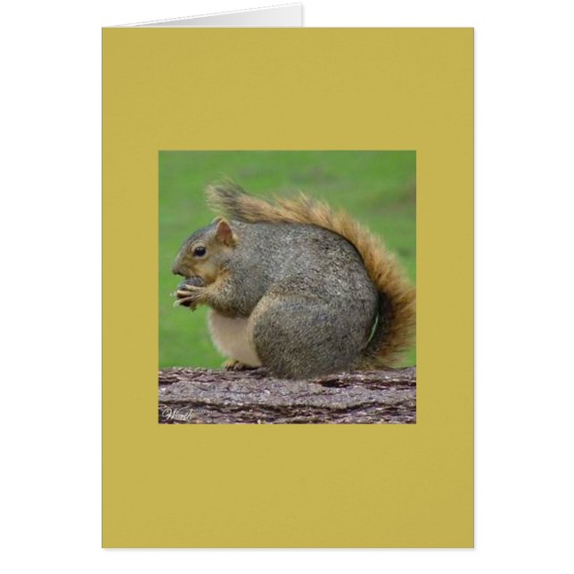 Eén zeer vette eekhoorn (Voorkant)