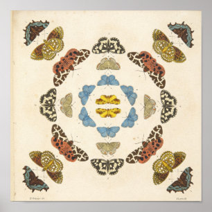 Een zeldzame weergave van buikvliezen en mochten poster