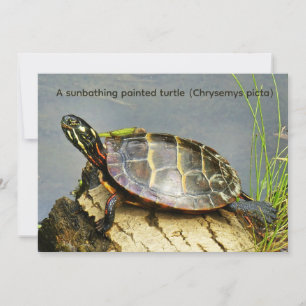 Een zich zonnebaddende geschilderde schildpad