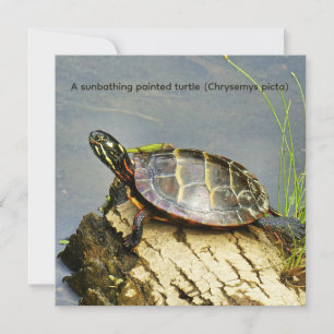 Een zich zonnebaddende geschilderde schildpad