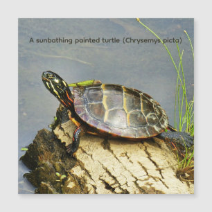 Een zich zonnebaddende geschilderde schildpad