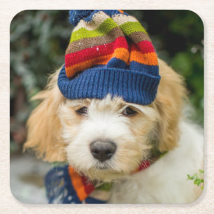 Een zoete Cavachon puppy in een Pet van de winter Kartonnen Onderzetters
