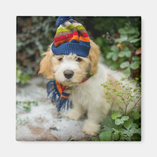 Een zoete Cavachon puppy in een Pet van de winter Magneet