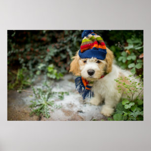 Een zoete Cavachon puppy in een Pet van de winter  Poster