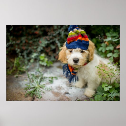 Een zoete Cavachon puppy in een Pet van de winter Poster (Voorkant)