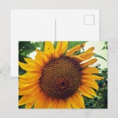 Een zonnebloem in de tuin feestdagenkaart (Voorkant / Achterkant)