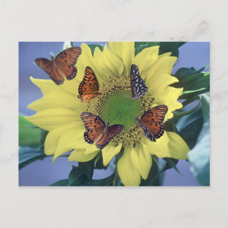 Een zonnebloem met Verscheidene Vlinders Briefkaart