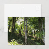 Een zonnige boswandeling. Woodland Glade Briefkaart (Voorkant / Achterkant)