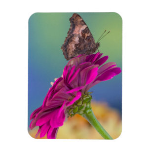 Een zwaluwstaartvlinder Papilio Multicaudatus Magneet