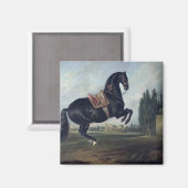 Een zwart paard dat de Courbette uitvoert Magneet (Voorkant / Achterkant)