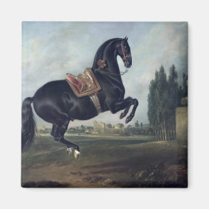 Een zwart paard dat de Courbette uitvoert Magneet