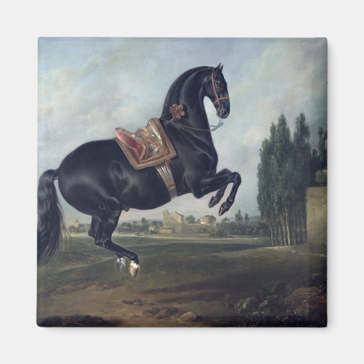 Een zwart paard dat de Courbette uitvoert Magneet (Voorkant)