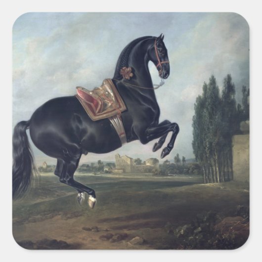 Een zwart paard dat de Courbette uitvoert Vierkante Sticker (Voorkant)