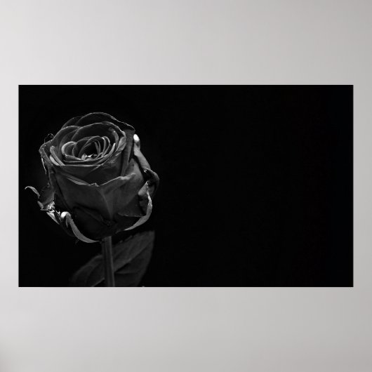 Eén zwart Roos Poster (Voorkant)