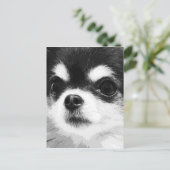 Een zwarte en witte Chihuahua Briefkaart (Staand voorkant)