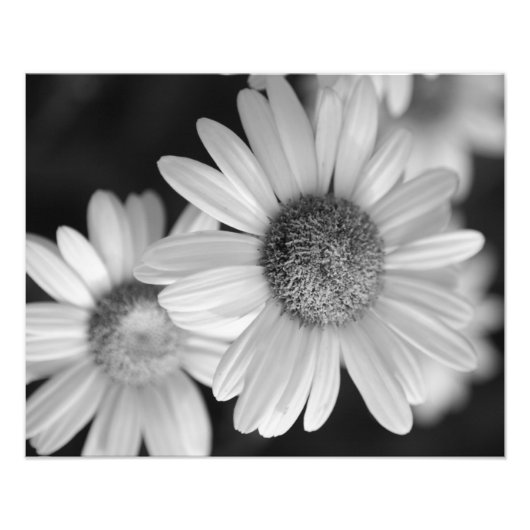 Een zwarte en witte foto van een bloem foto afdruk (Voorkant)