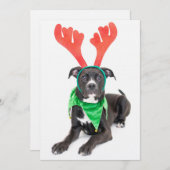 Een zwarte en witte labrador Retriever/Pit Bull (Voorkant / Achterkant)