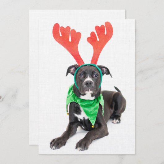 Een zwarte en witte labrador Retriever/Pit Bull (Voorkant / Achterkant)