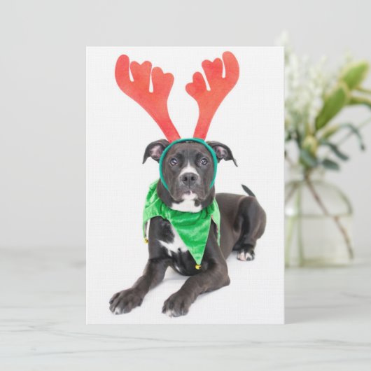 Een zwarte en witte labrador Retriever/Pit Bull (Staand voorkant)