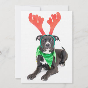 Een zwarte en witte labrador Retriever/Pit Bull