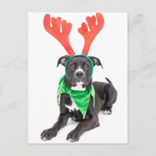 Een zwarte en witte labrador Retriever/Pit Bull Briefkaart